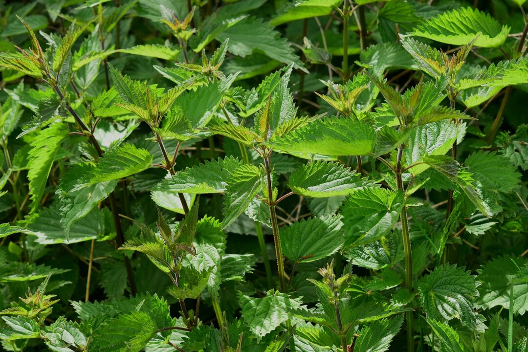 Nettle to support male potency