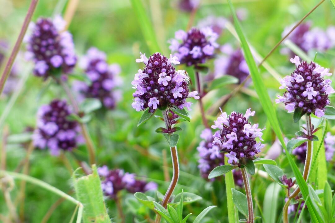 Thyme in folk medicine for male potency